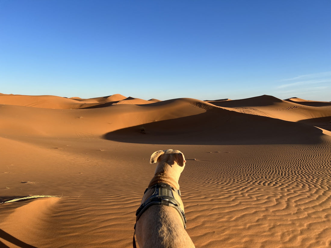 dog in morocco