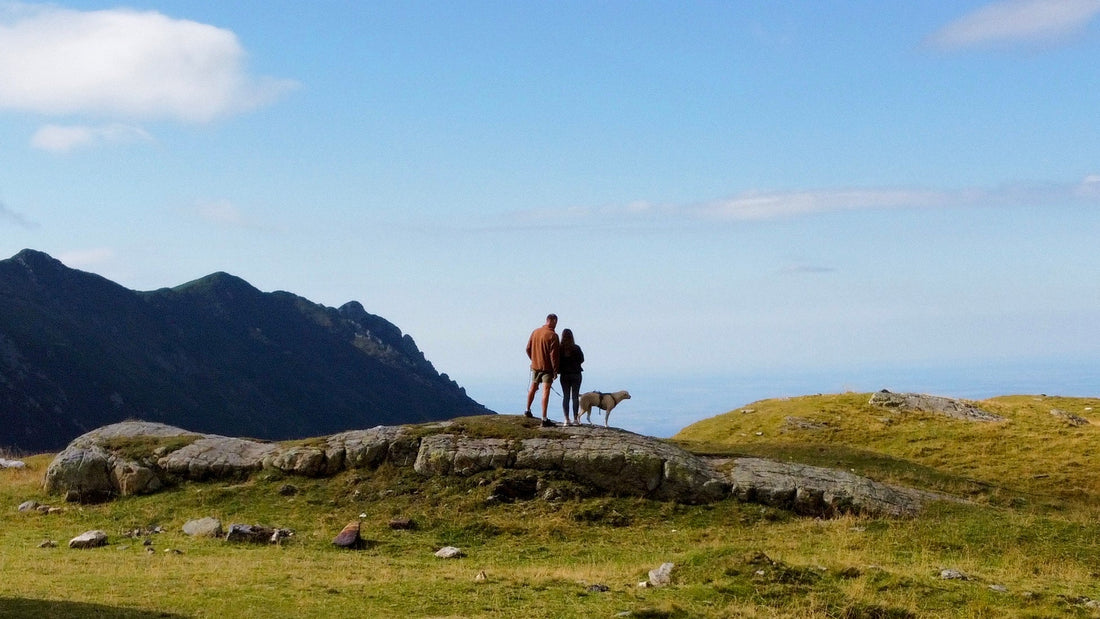Ultimate Guide to a Europe Road Trip Adventure With Your Dog in 2025