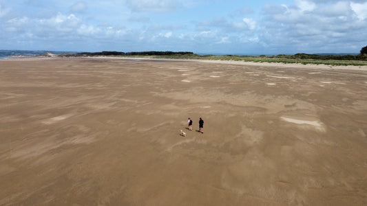 6 Best Dog Friendly Beaches in the Gower