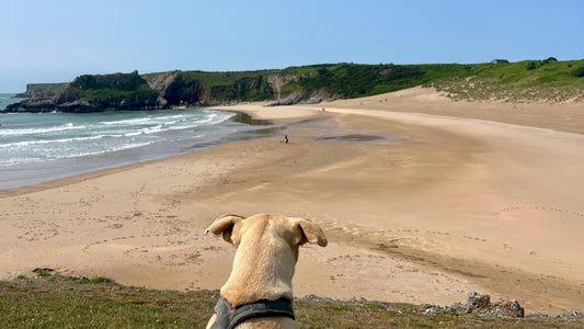 9 Wonderful Dog Friendly Beaches in Pembrokeshire