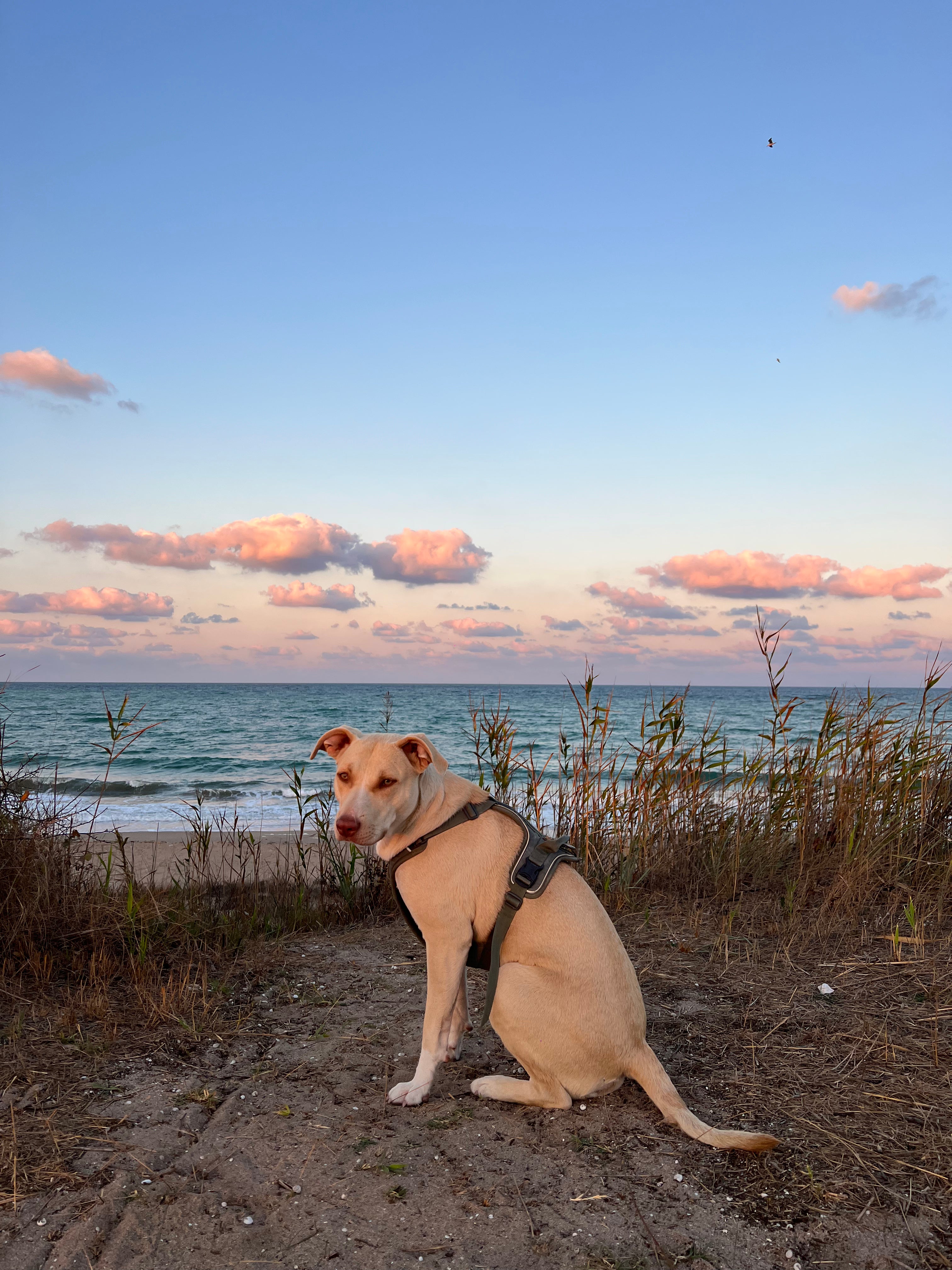 Sandy (dog) posing infront of the beach in Bulgaria